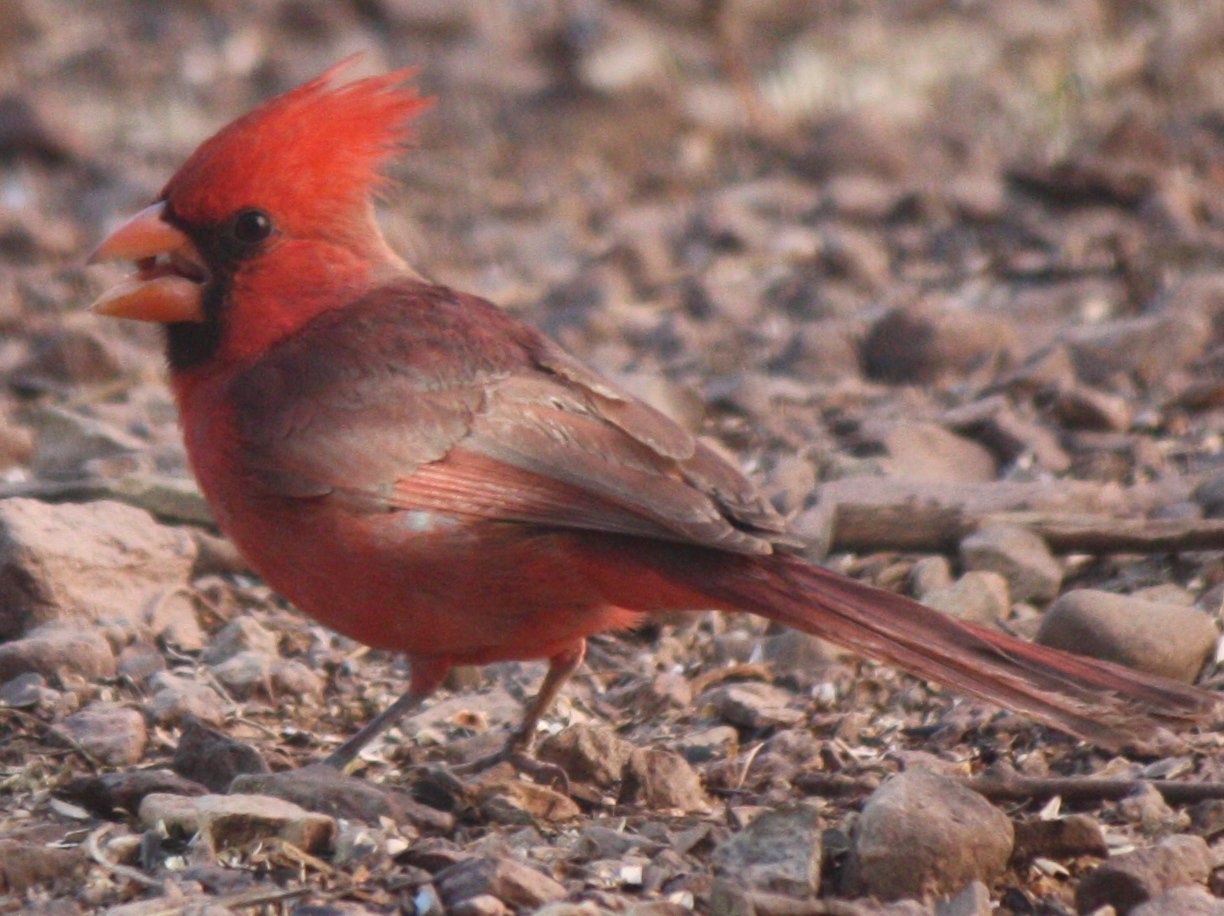 [Northern cardinal]