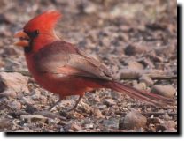 [ Northern cardinal ]