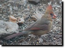 [ Northern cardinal ]