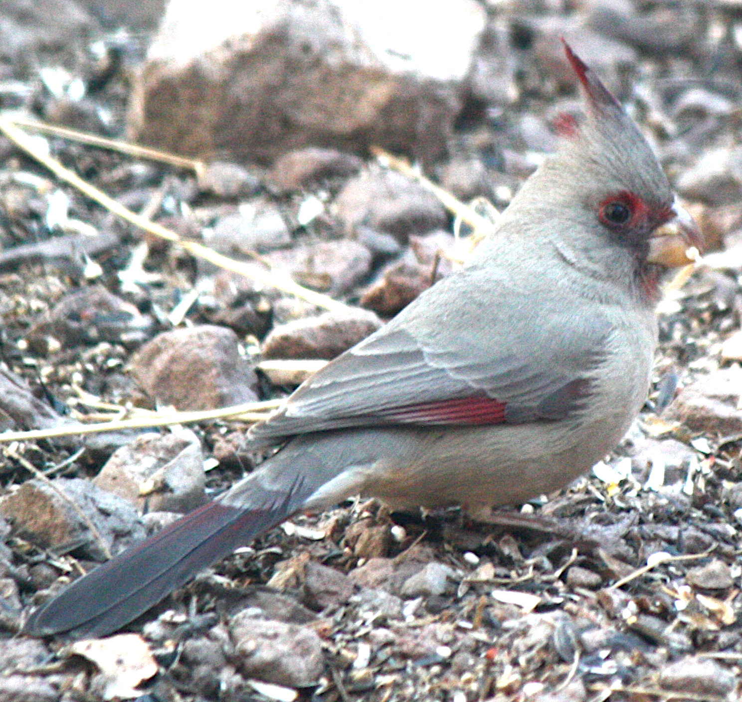 [Pyrrhuloxia]