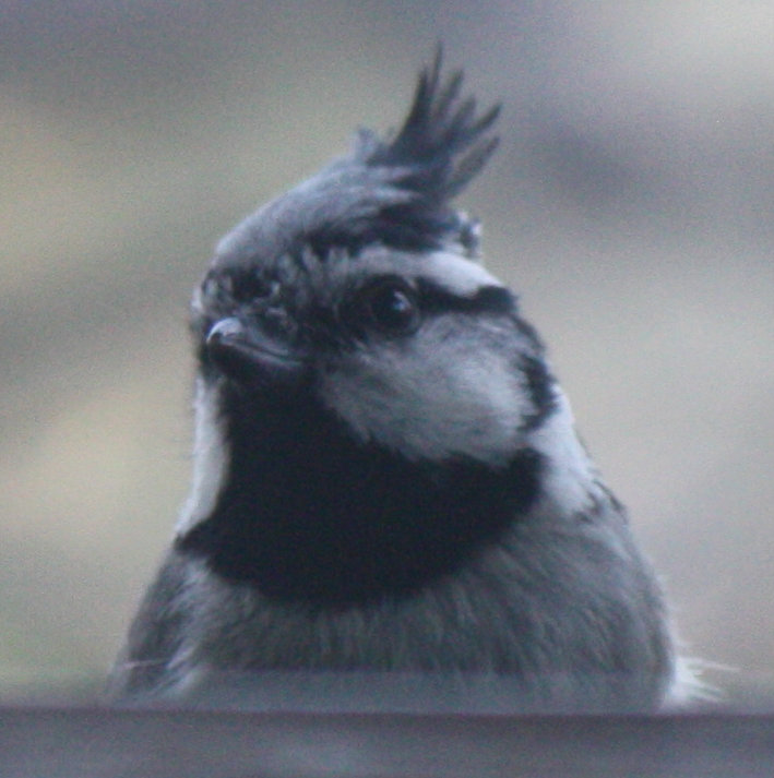 [Bridled titmouse]