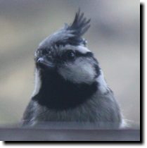 [ Bridled titmouse ]