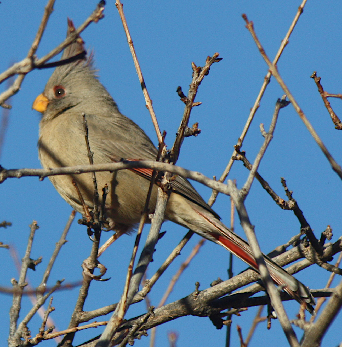 [Pyrrhuloxia]