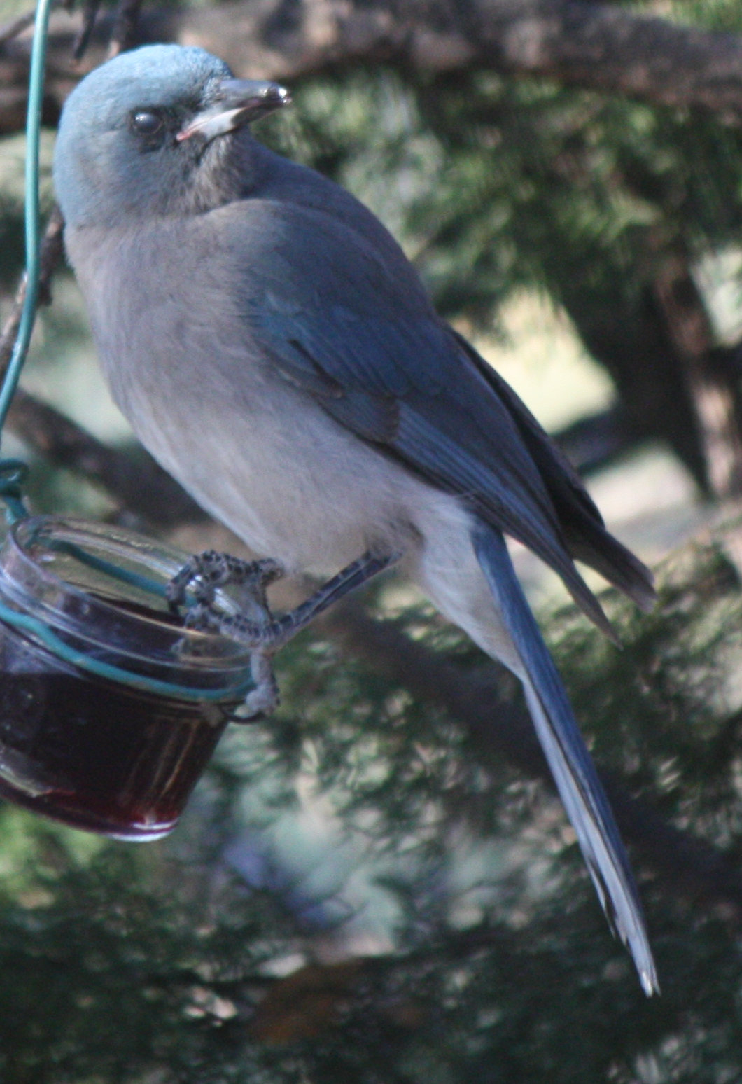 [Mexican jay]