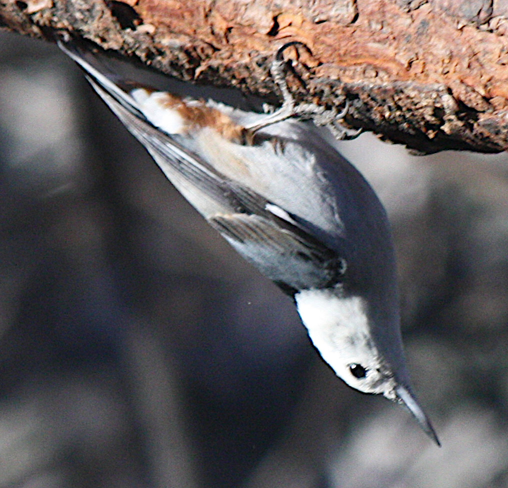 [White-breasted nuthatch]