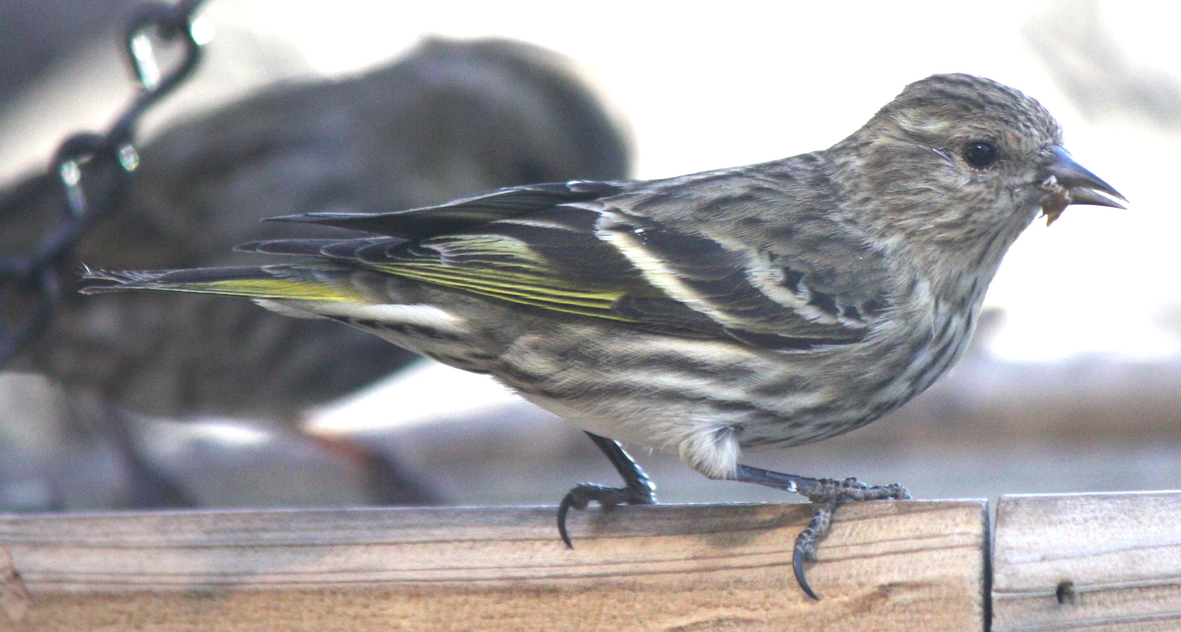 [Pine siskin]