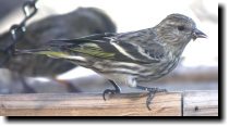 [ Pine siskin ]