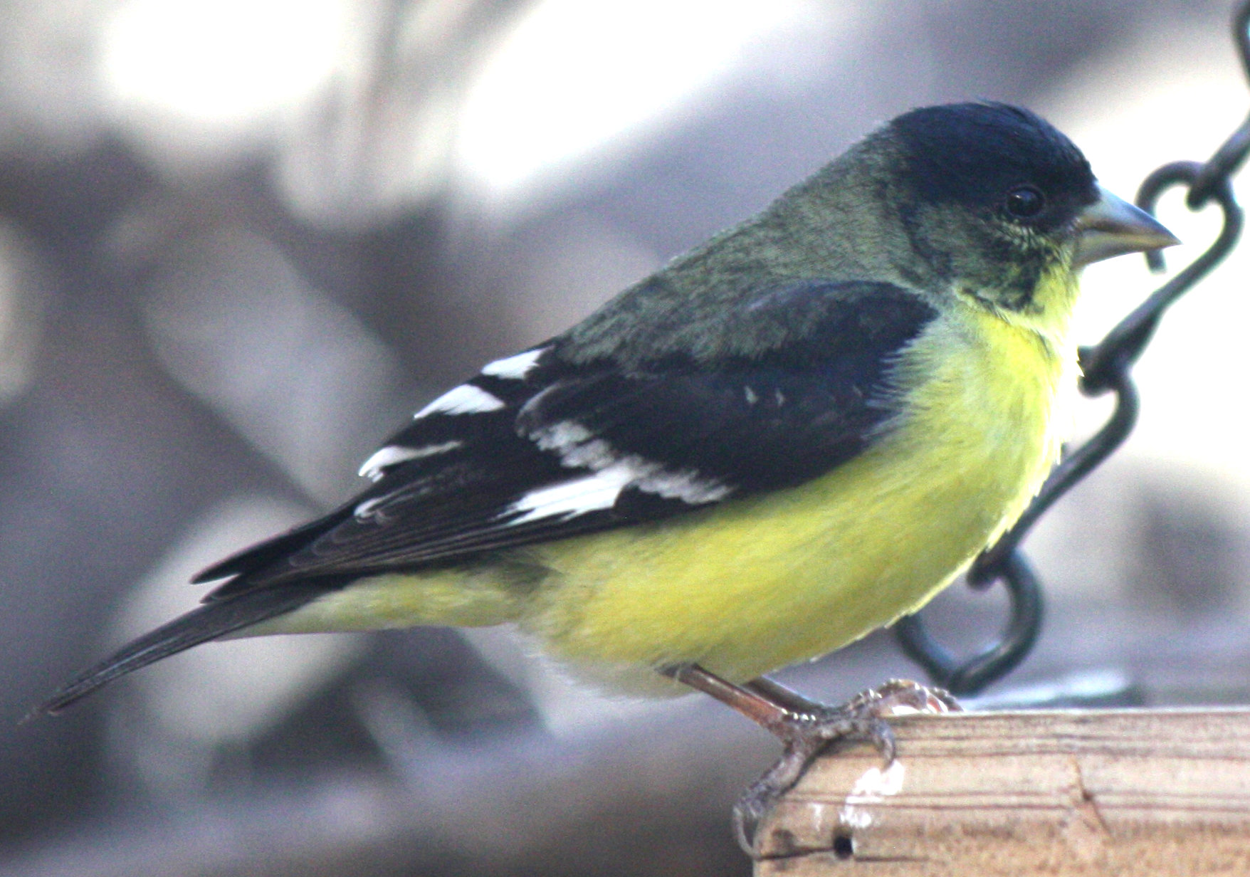 [Lesser goldfinch]