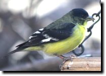 [ Lesser goldfinch ]