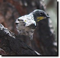 [ Yellow-rumped warbler (Au ... ]