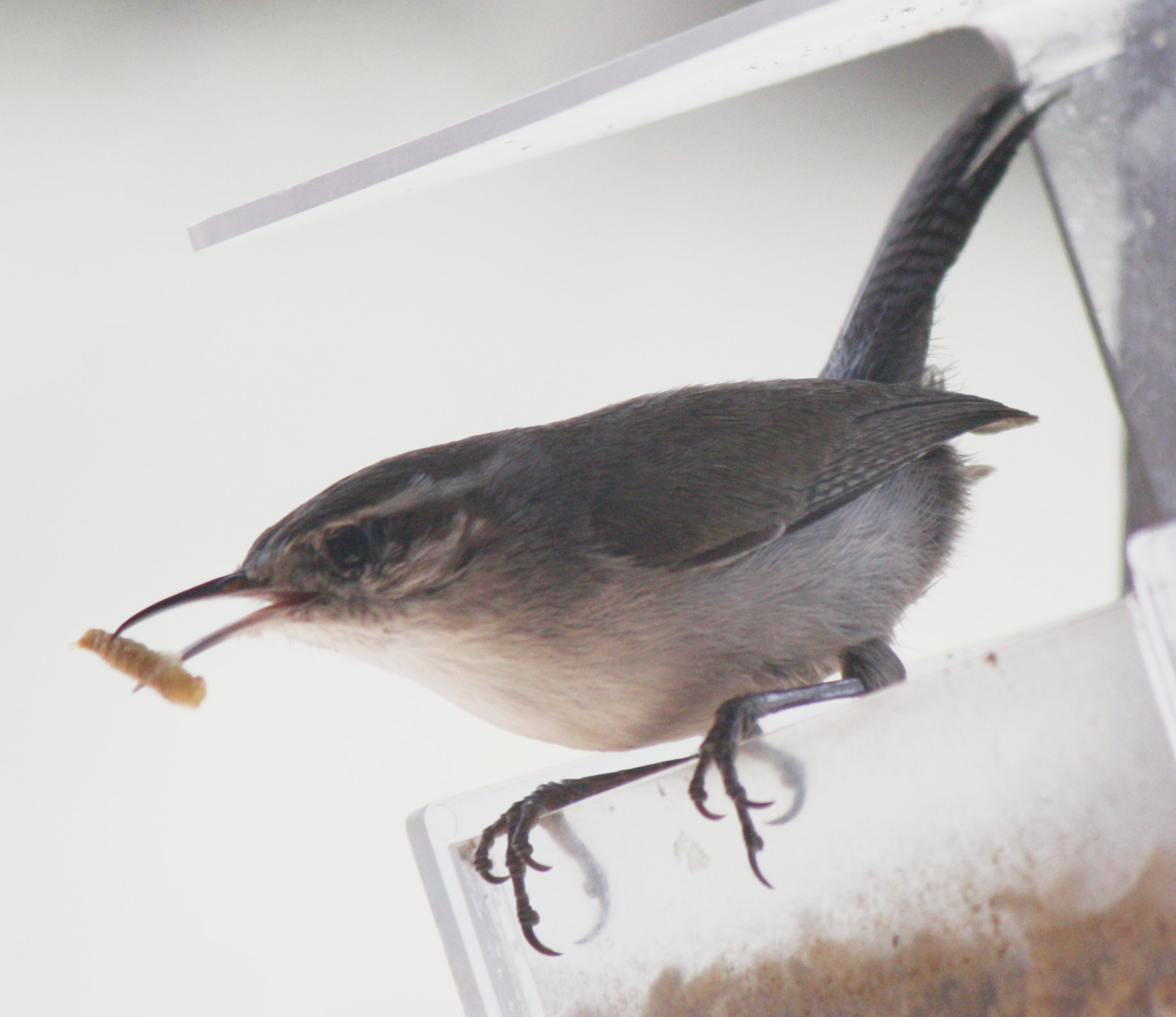 [Bewick's wren]