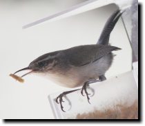 [ Bewick's wren ]