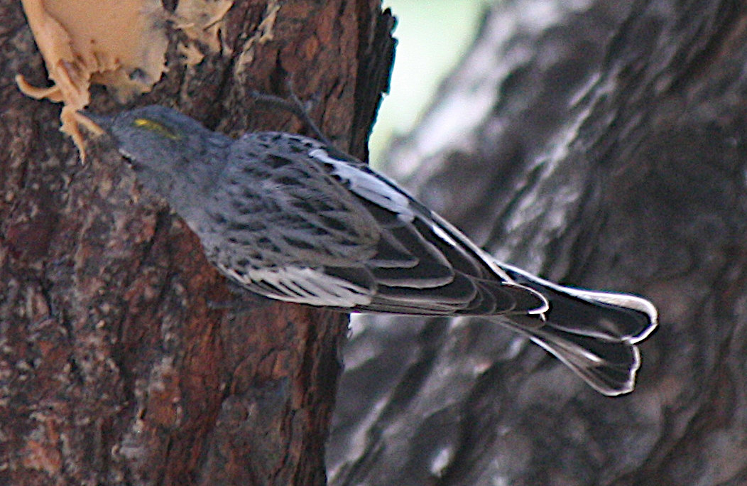 [Yellow-rumped warbler (Au ...]