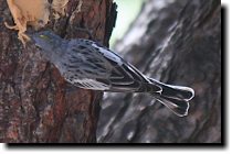 [ Yellow-rumped warbler (Au ... ]