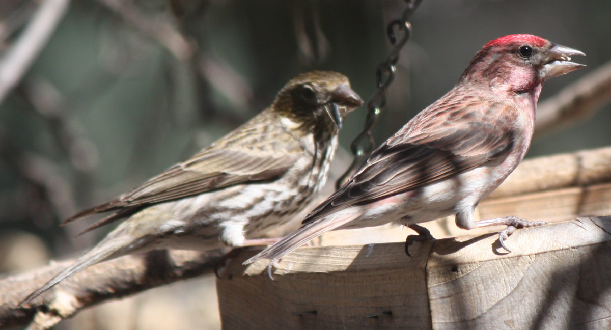 [Cassin's finch]