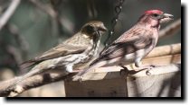 [ Cassin's finch ]