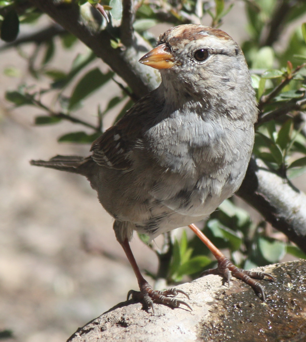 [Golden crowned sparrow]