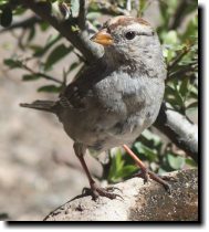 [ Golden crowned sparrow ]