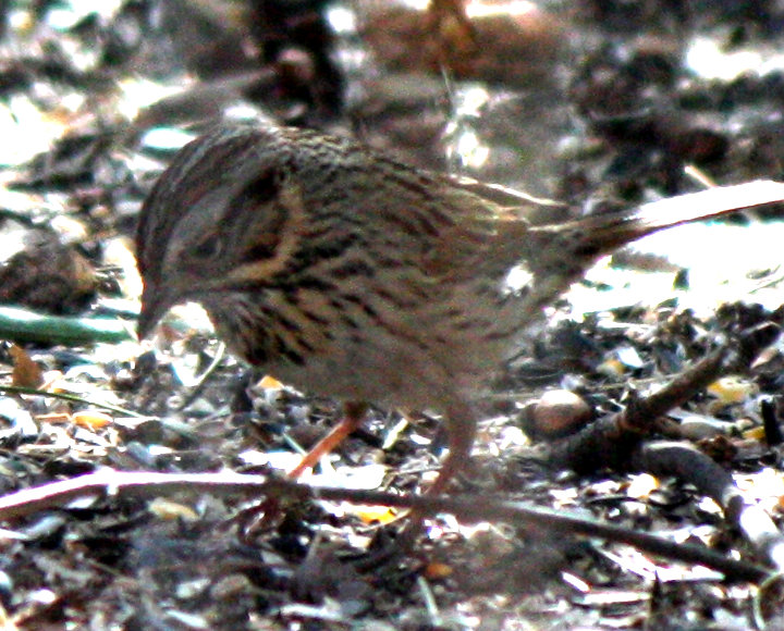 [Lincoln's sparrow]