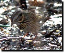 [ Lincoln's sparrow ]