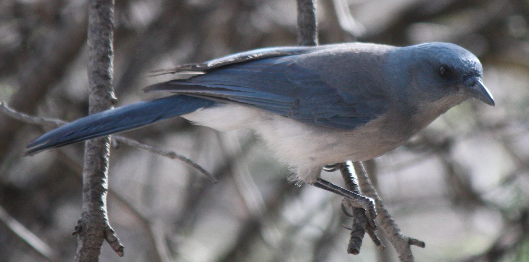 [Mexican jay]