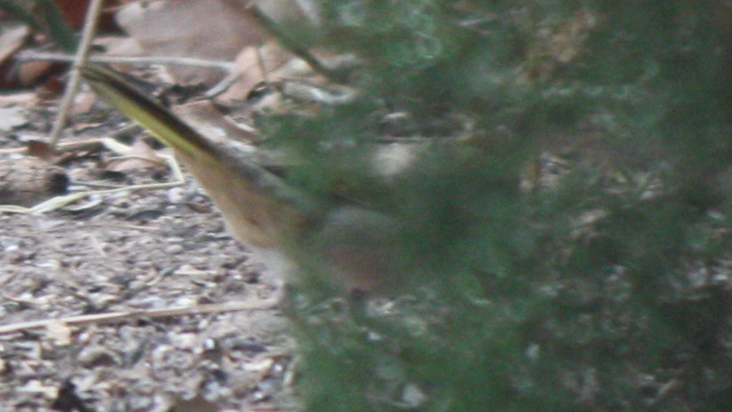 [Green-tailed towhee]