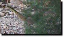 [ Green-tailed towhee ]