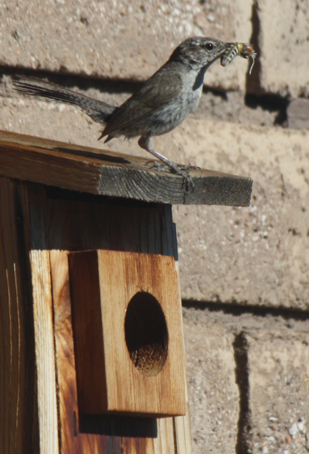 [Bewick's wren]