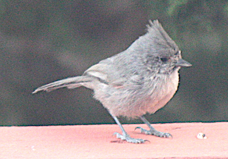 [Juniper titmouse]