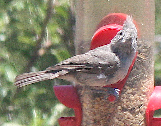 [Juniper titmouse]