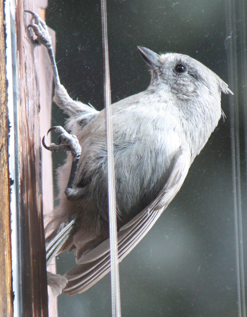 [Juniper titmouse]