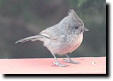 [ Juniper titmouse ]