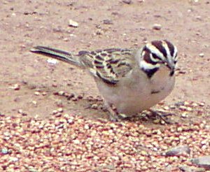 [Lark sparrow]