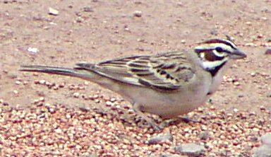 [Lark sparrow]