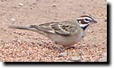 [ Lark sparrow ]