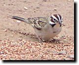 [ Lark sparrow ]