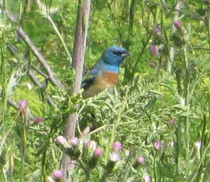 [Lazuli bunting]