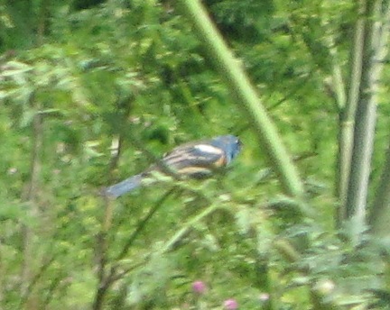 [Lazuli bunting]