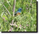 [ Lazuli bunting ]