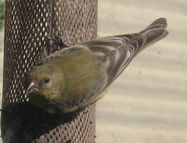 [Lesser goldfinch]