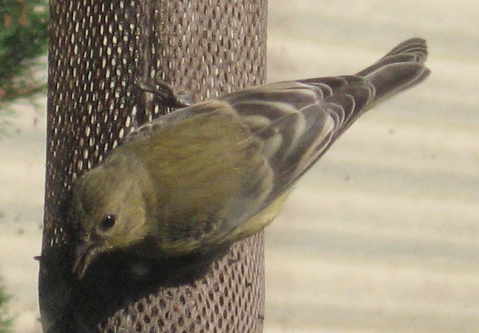 [Lesser goldfinch]