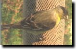 [ Lesser goldfinch ]