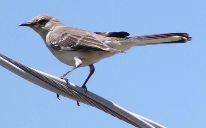 [Northern mockingbird]