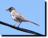 [ Northern mockingbird ]