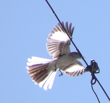 [Northern mockingbird]