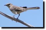 [ Northern mockingbird ]