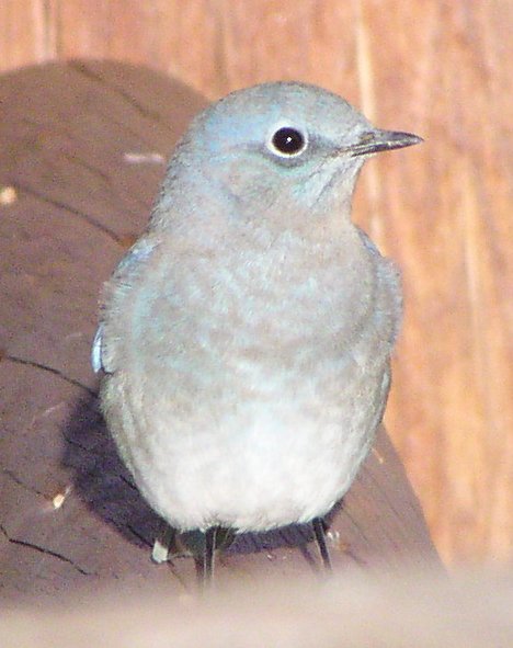 [Mountain bluebird]