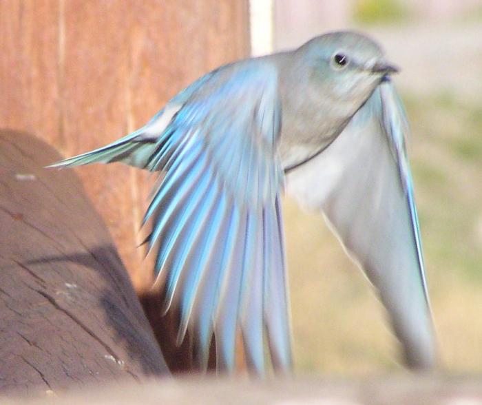 [Mountain bluebird]