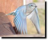 [ Mountain bluebird ]