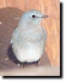 [ Mountain bluebird ]